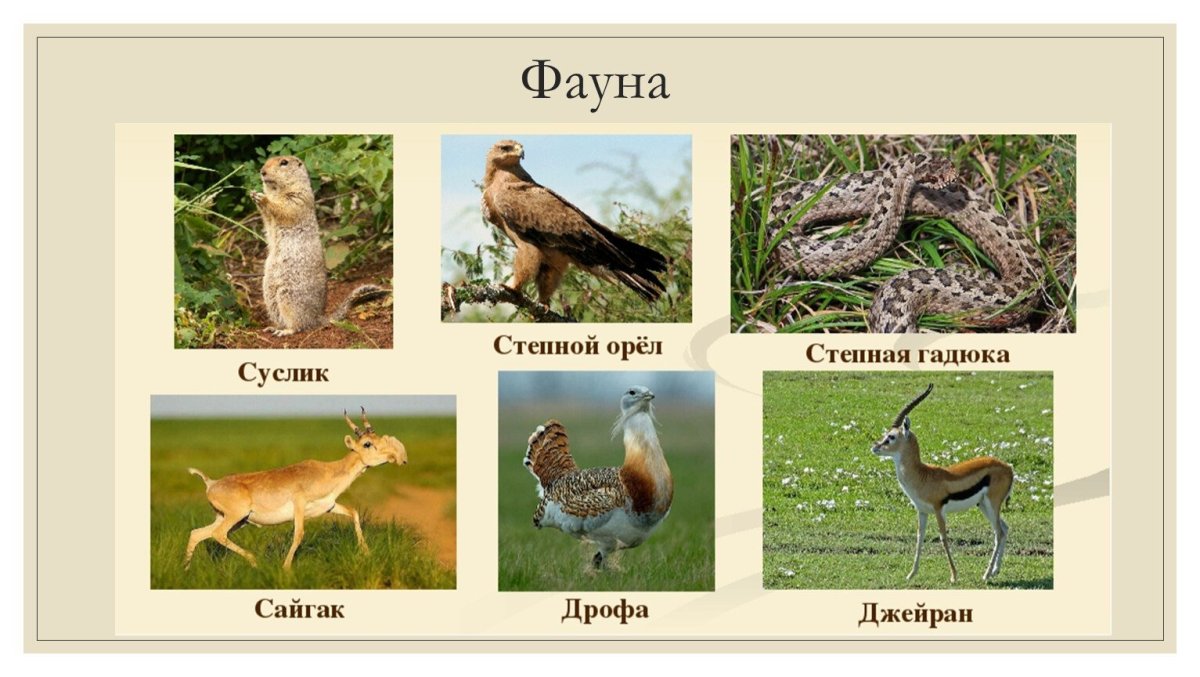 Животные Степной зоны