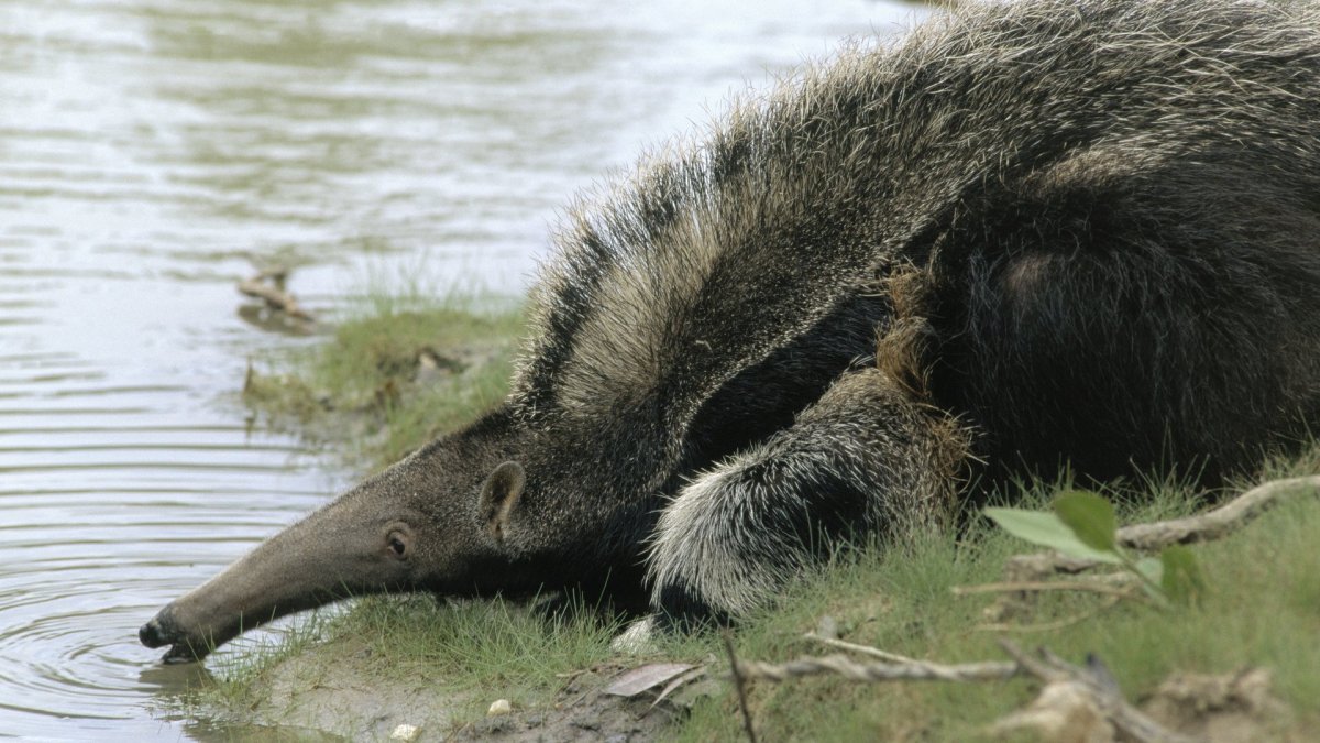 Всеядные животные
