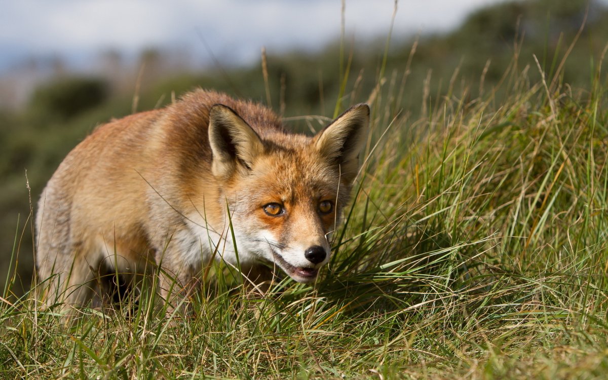 Хищные животные лиса