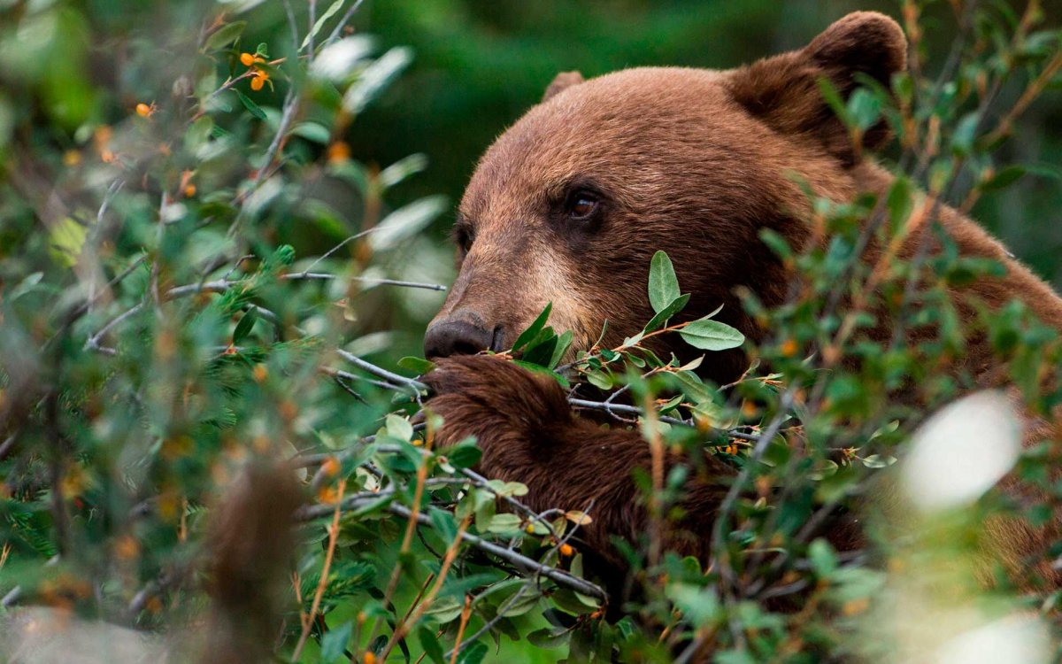 Бурый медведь питается