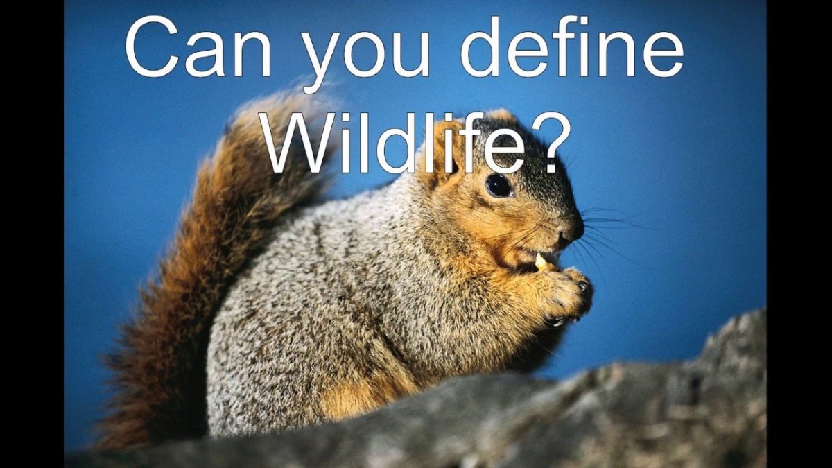 Белки всеядные