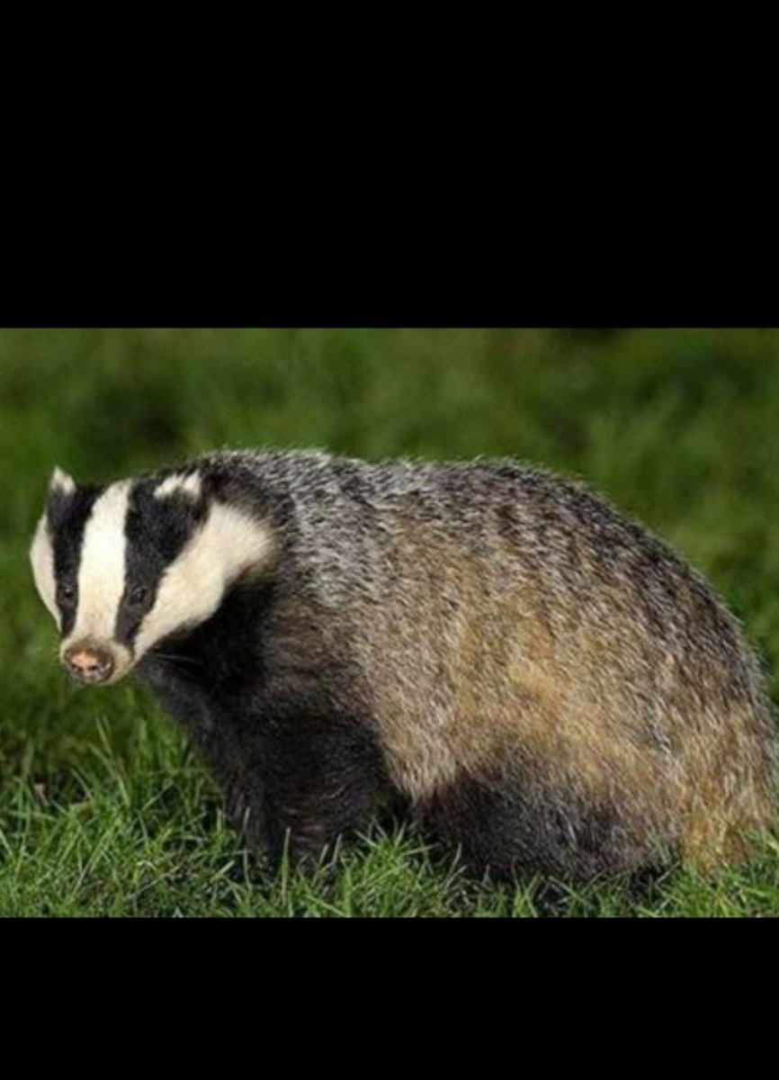 Барсук Крымский