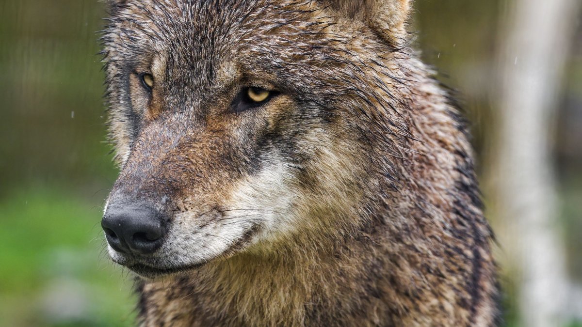 Хищные животные