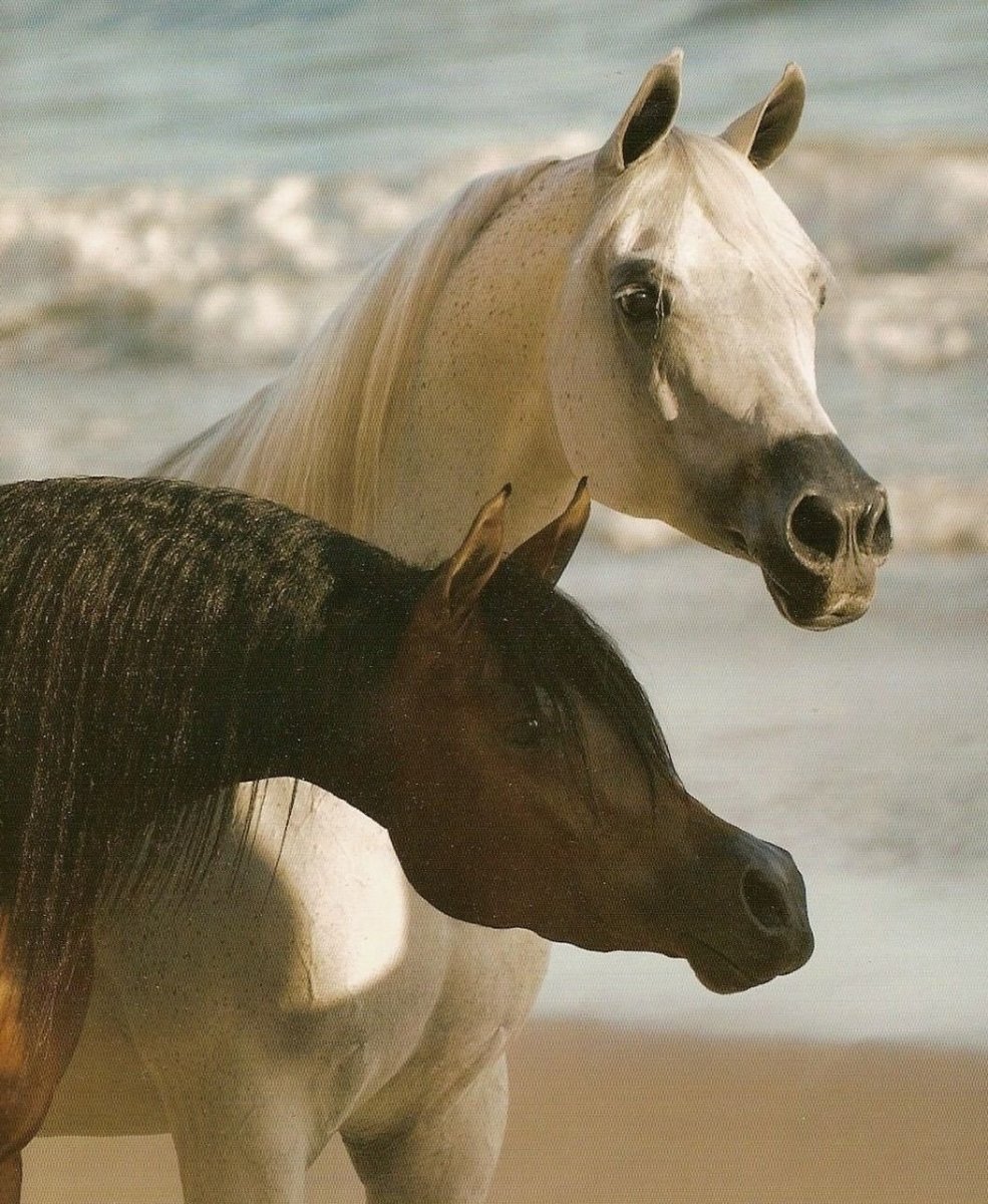 Арабские лошади на природе