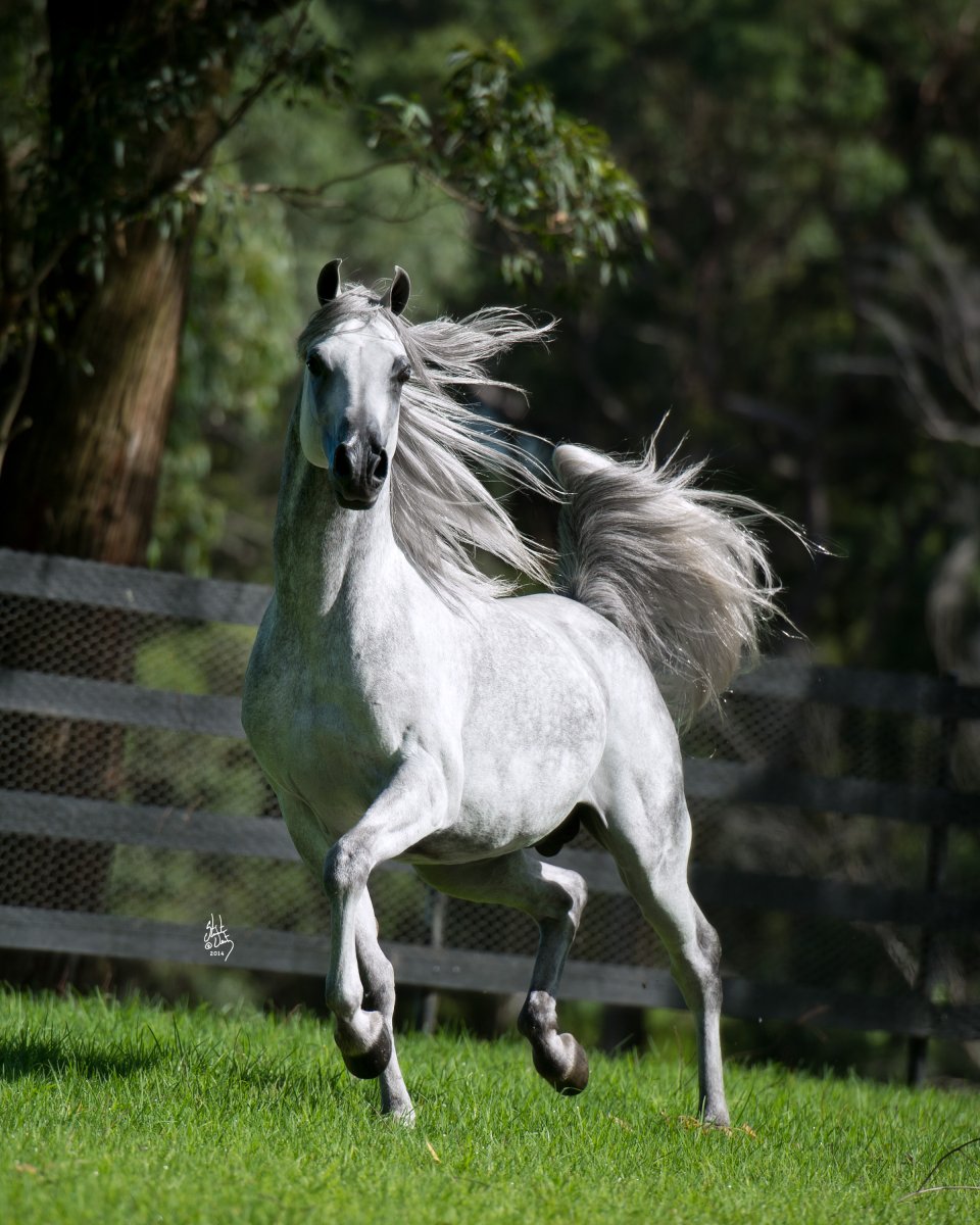 Арабская чистокровная лошадь