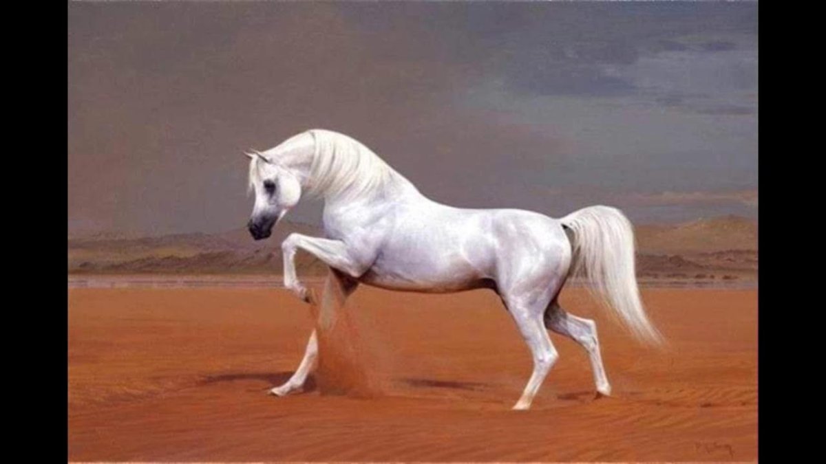 Арабская чистокровная лошадь