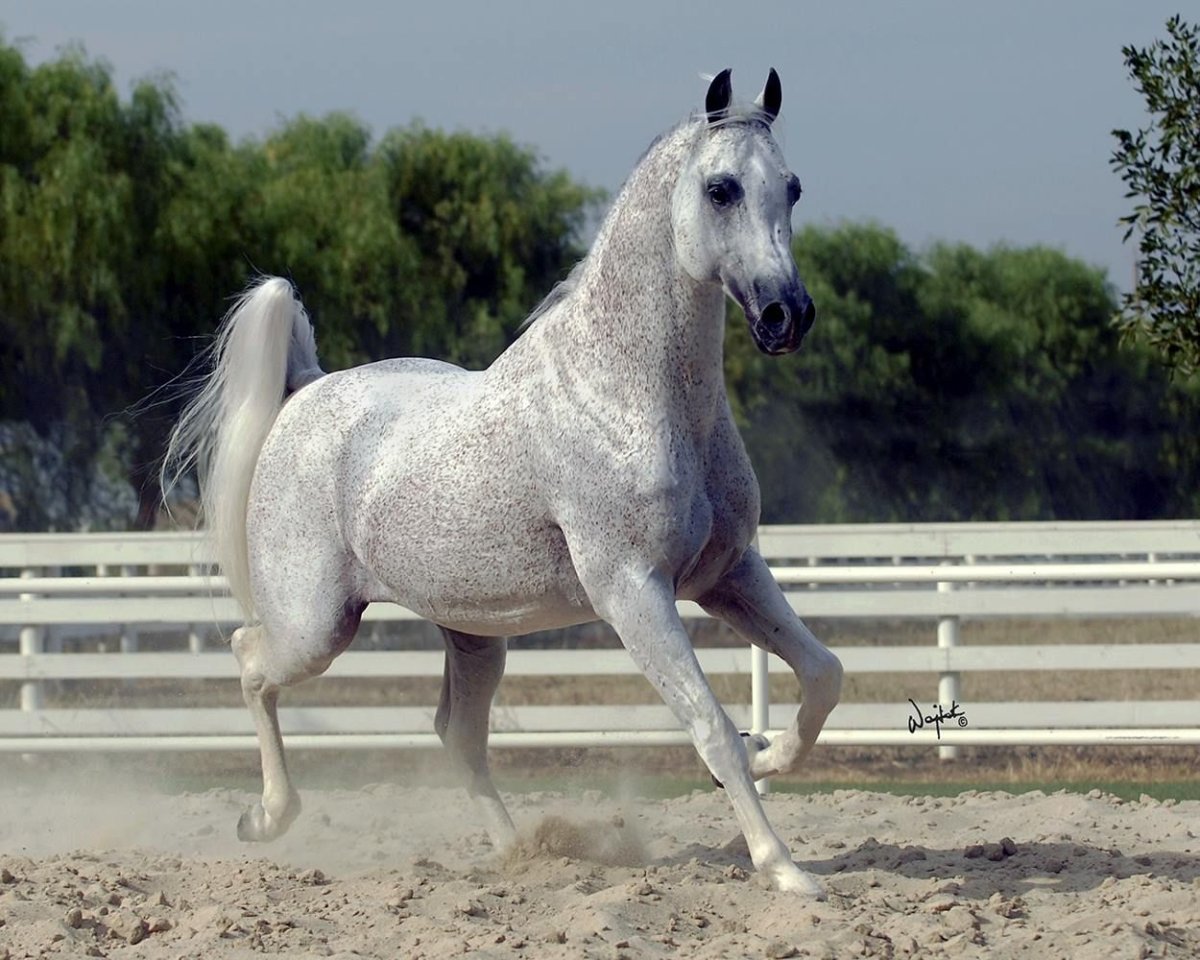 Арабская лошадь с длинными волосами