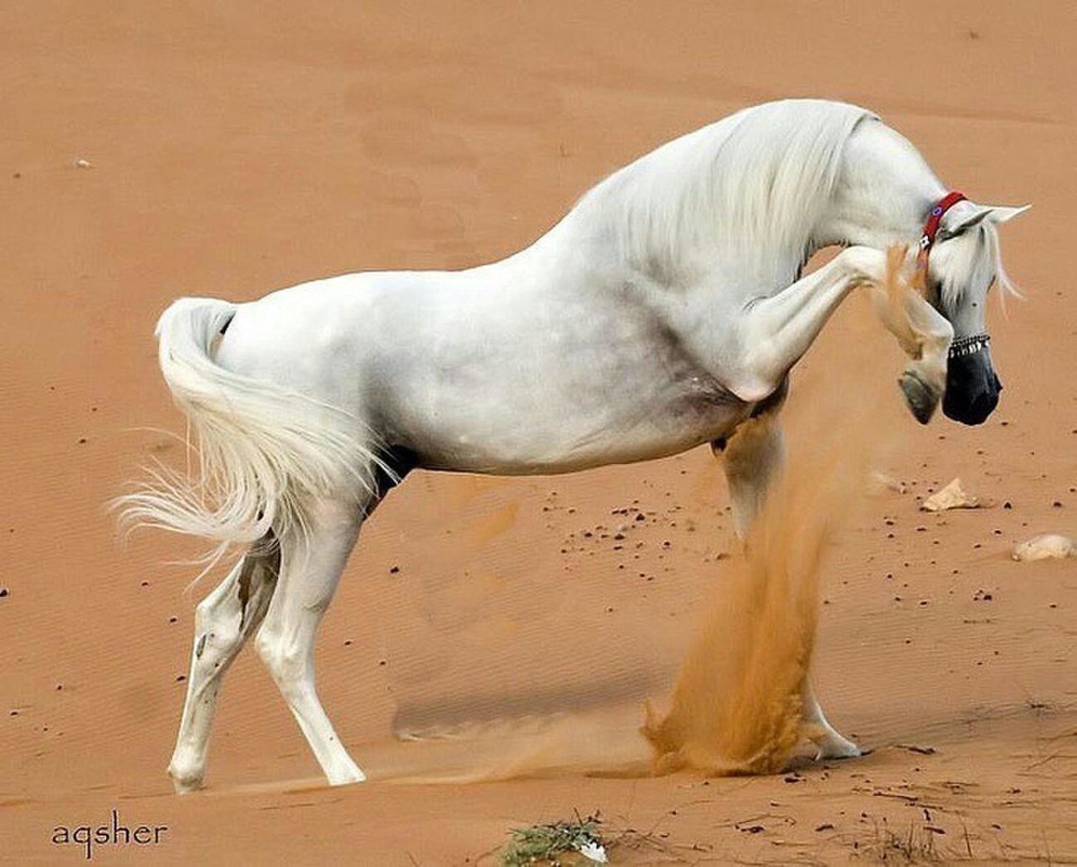 Лошадь бьёт копытом по земле