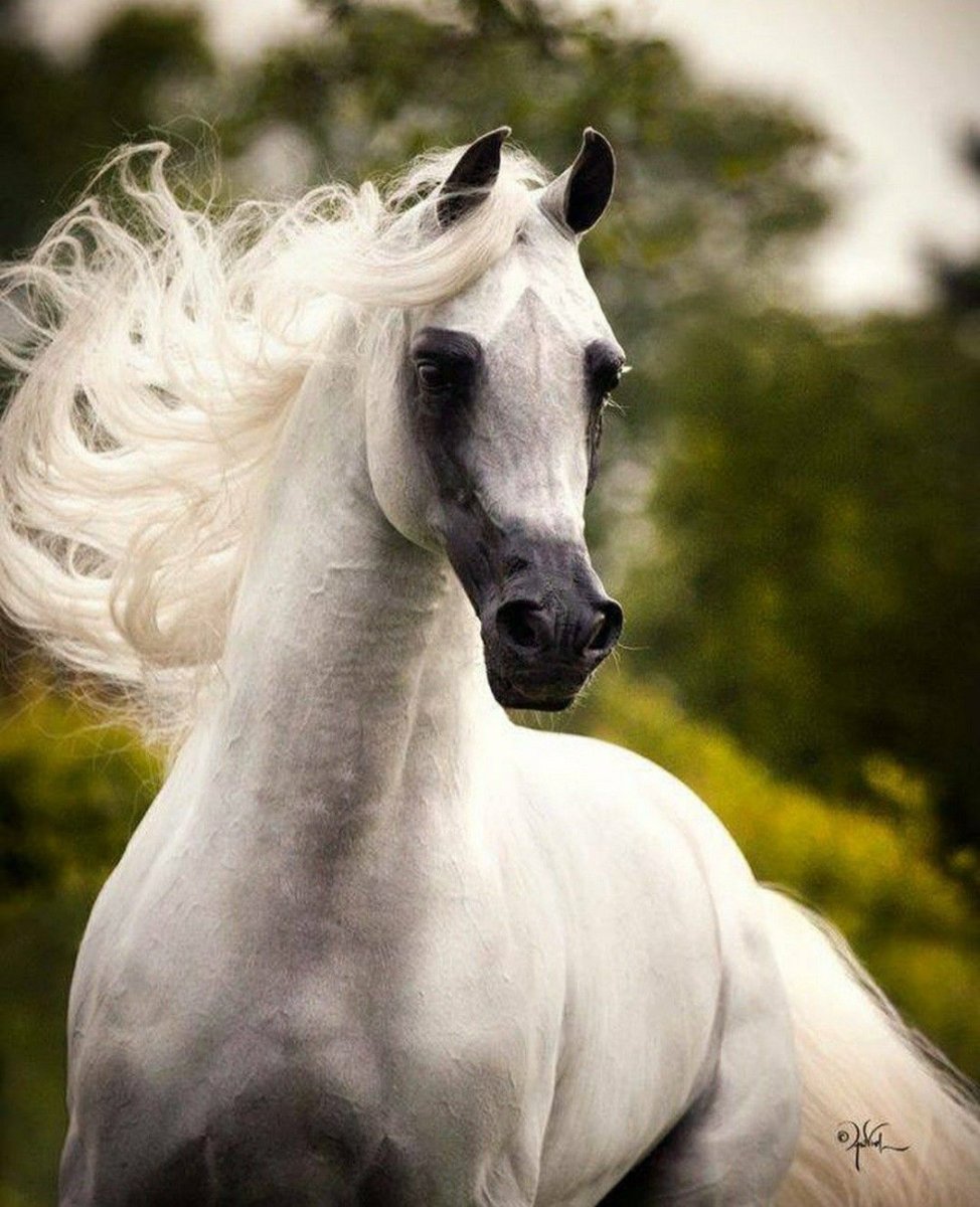 Арабская лошадь