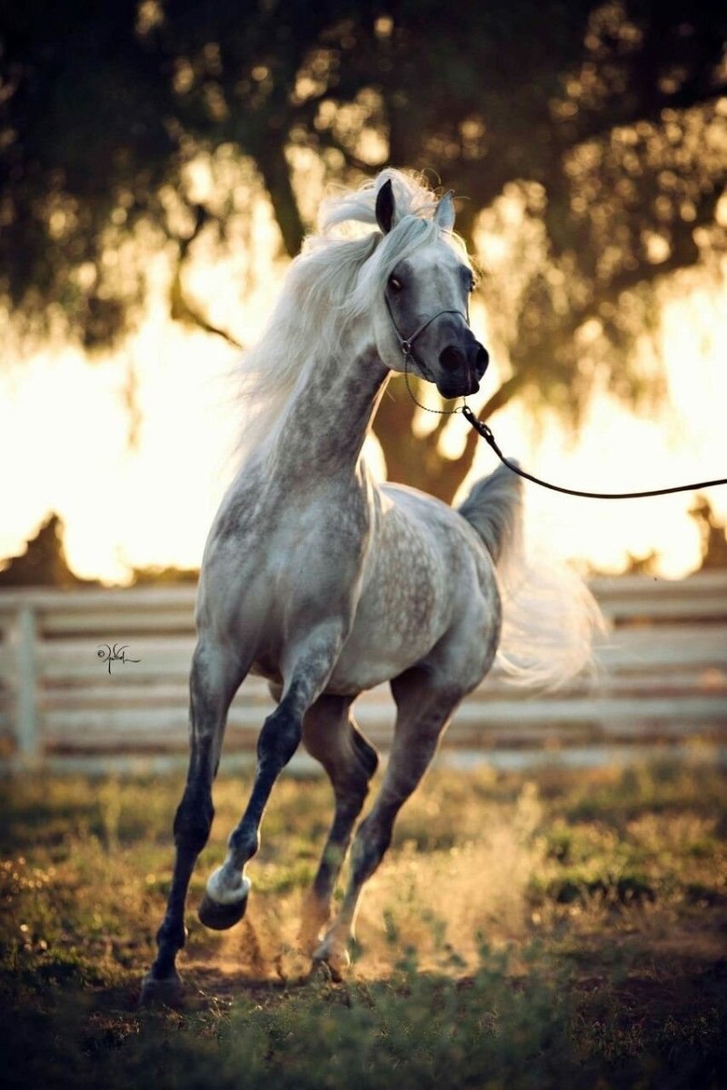 Красивые лошади