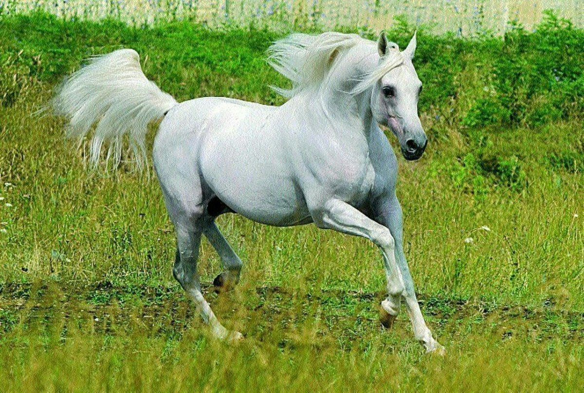 Верховая арабская лошадь Дахман