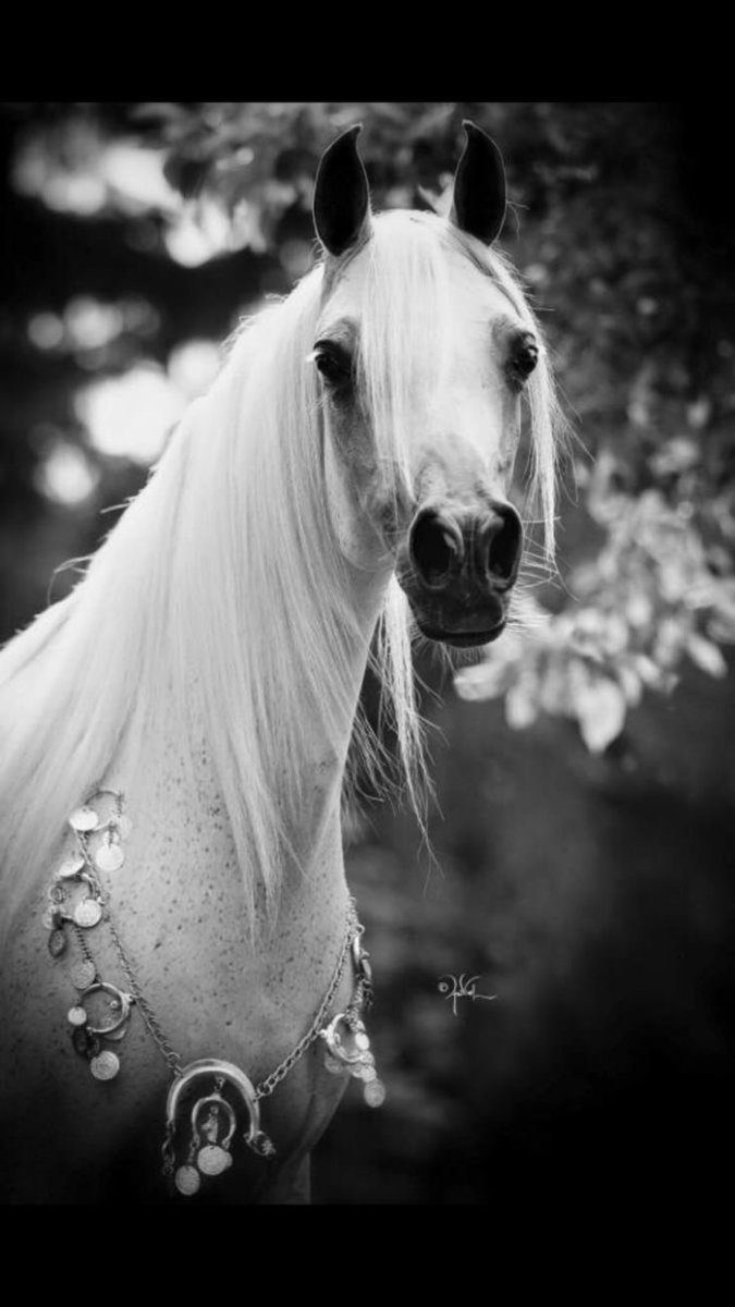 Красивые лошадки