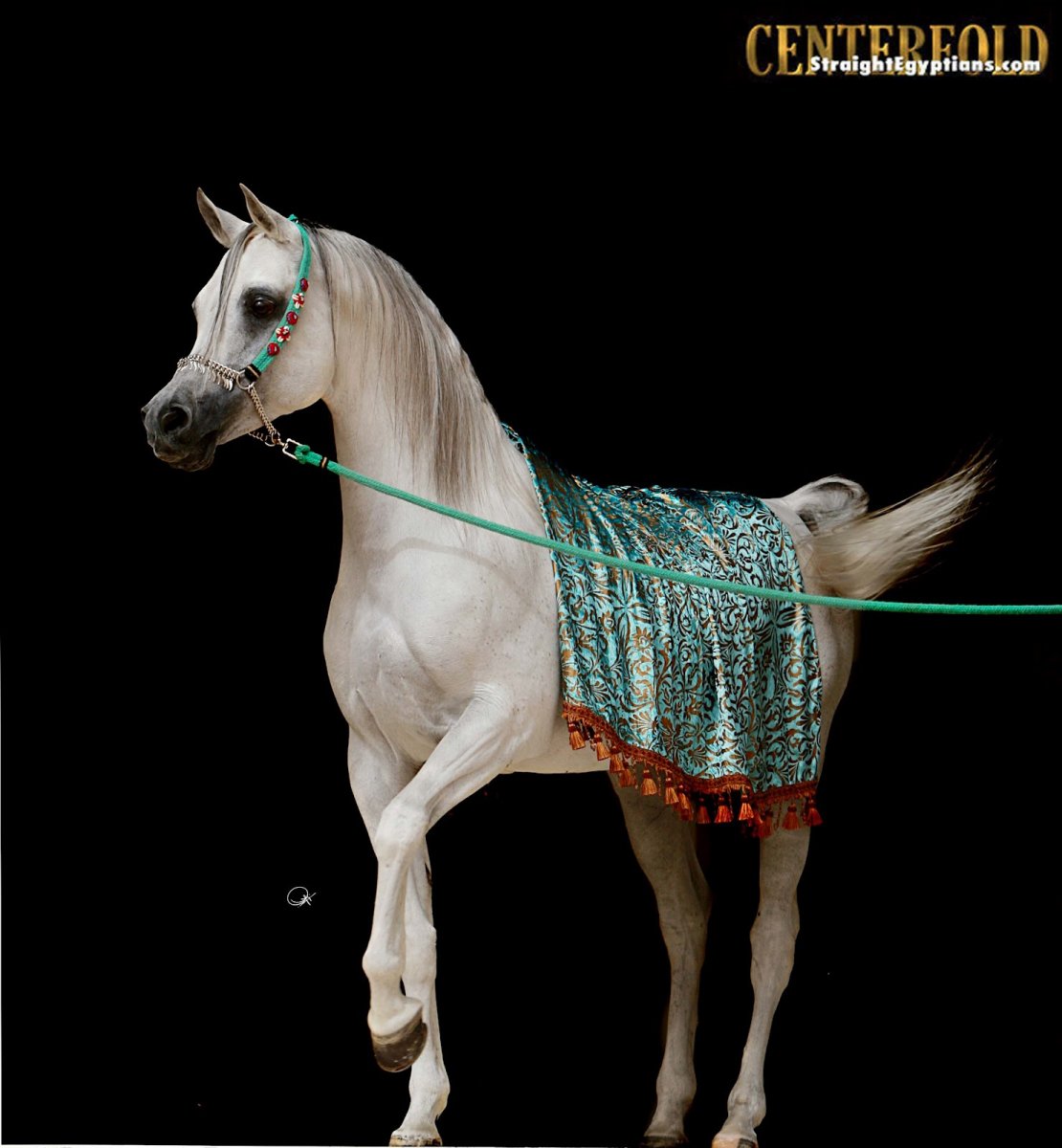 Арабская лошадка невесты