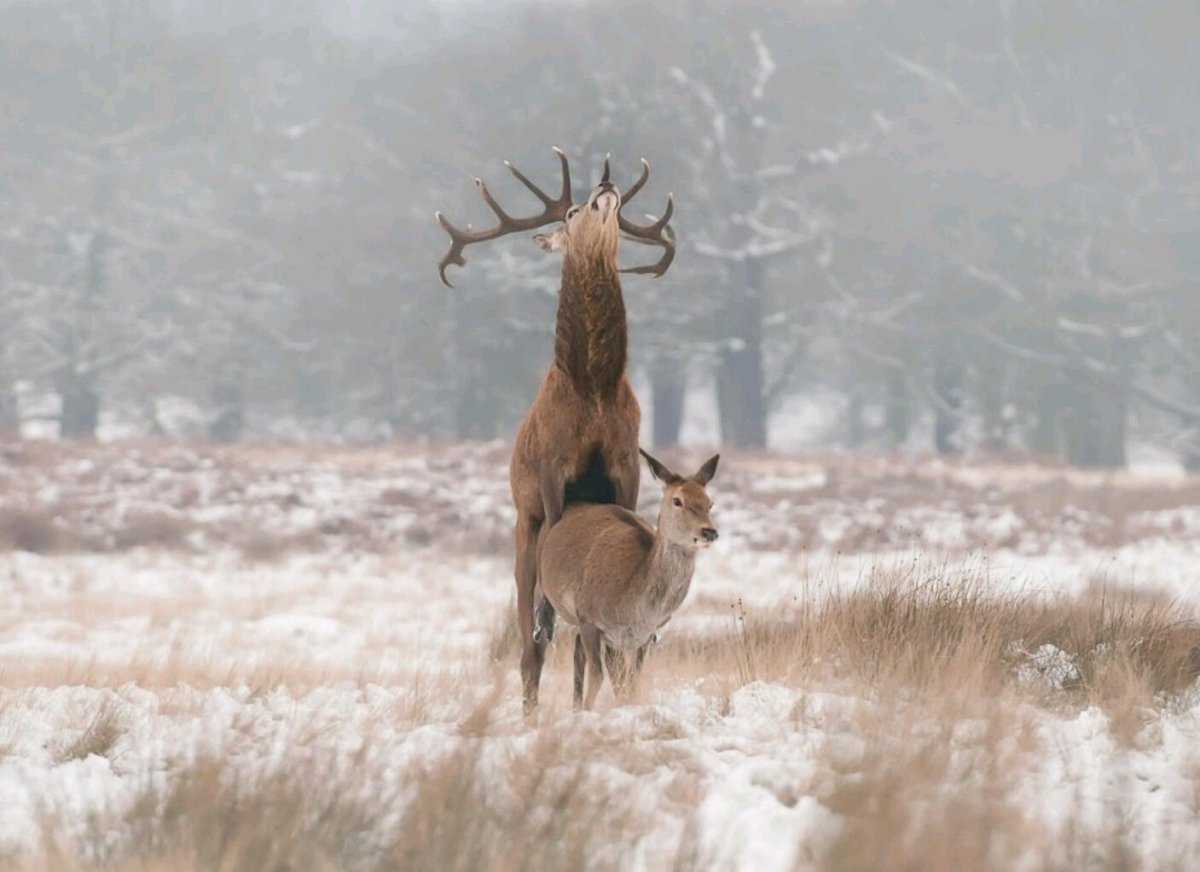 Олень сзади