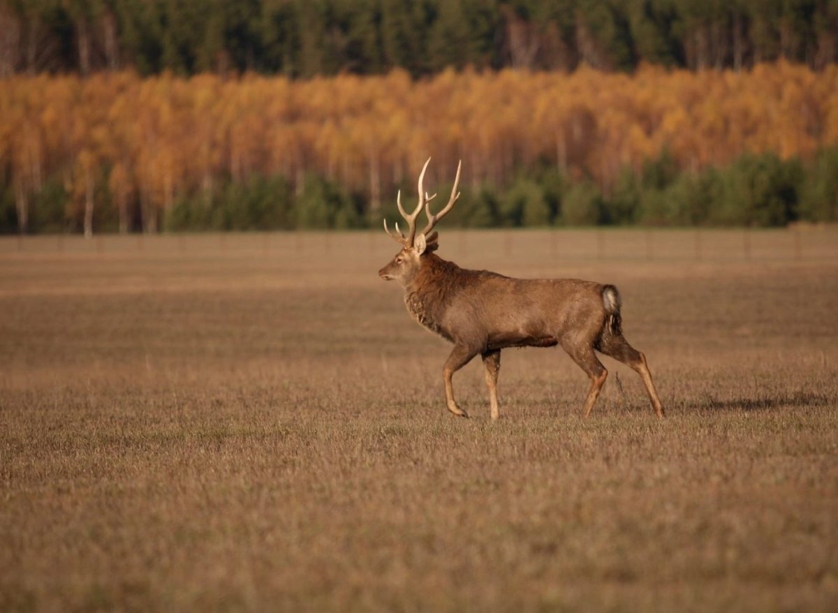Дикие животные Владимирской области