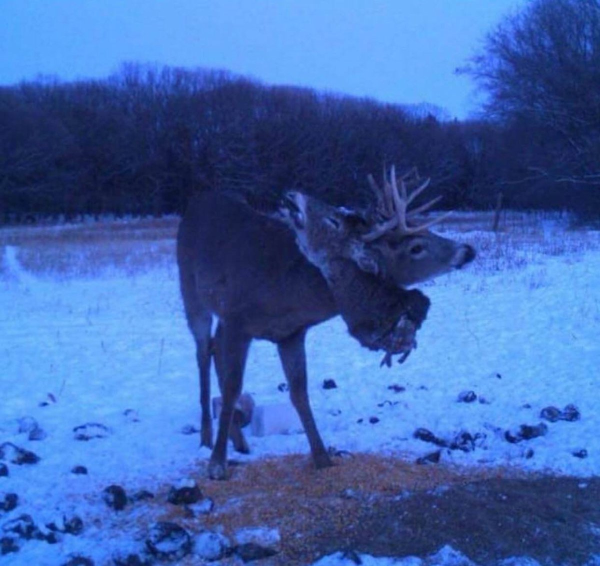 Голова оленя