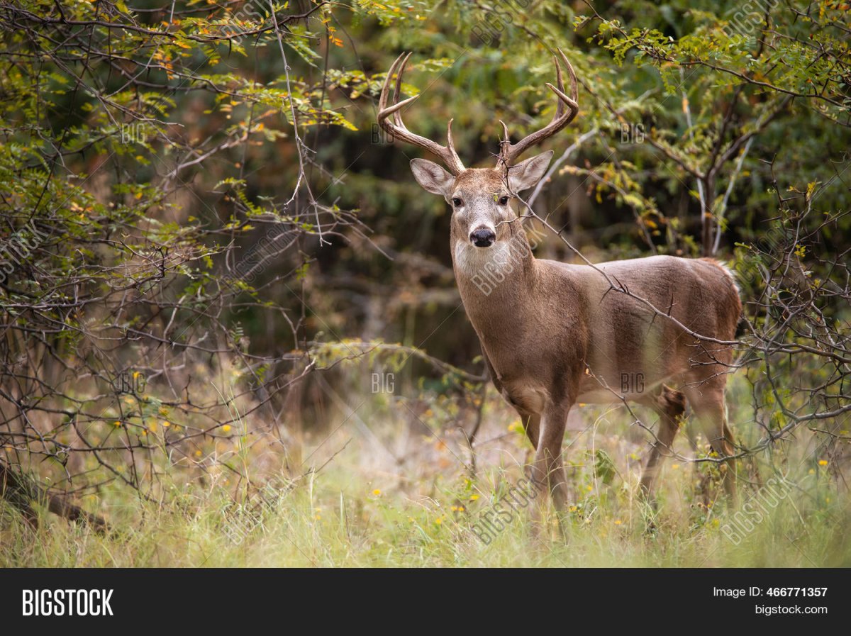 8 Точечные белохвостые олени