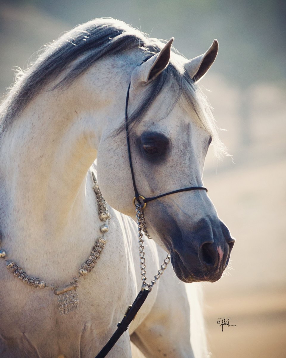 Серая арабская лошадь