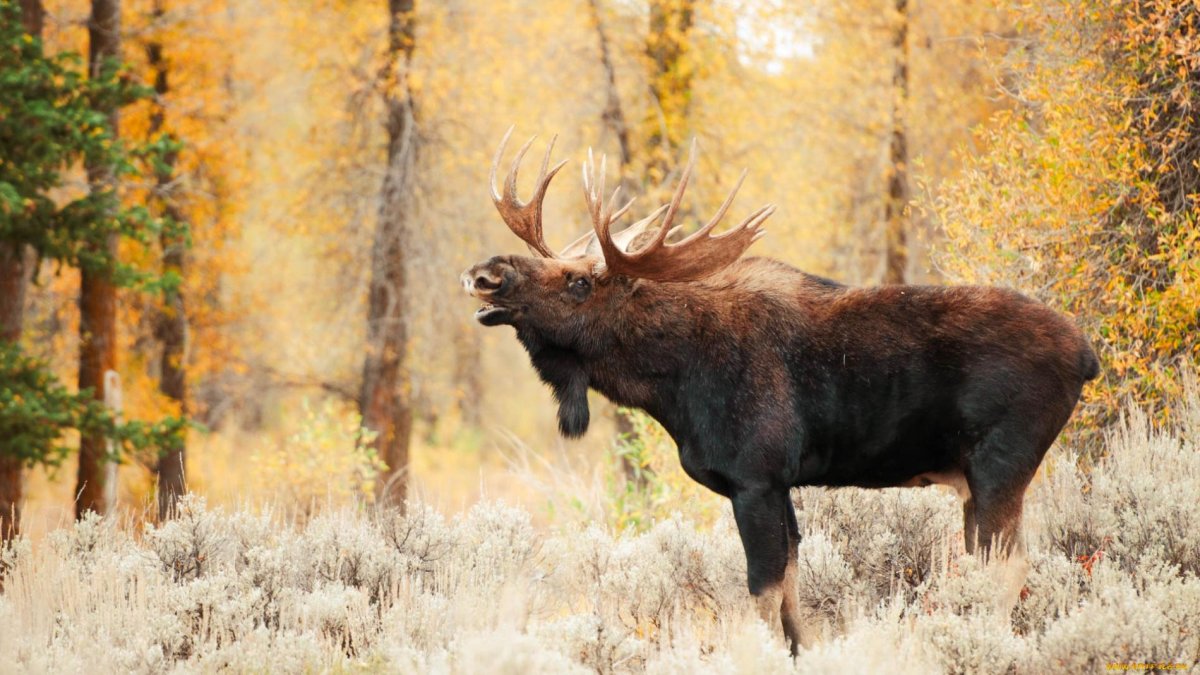 Аляскинский Лось