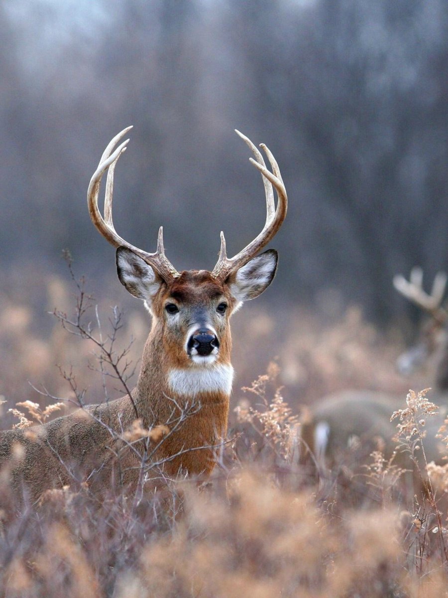 Типичный олень
