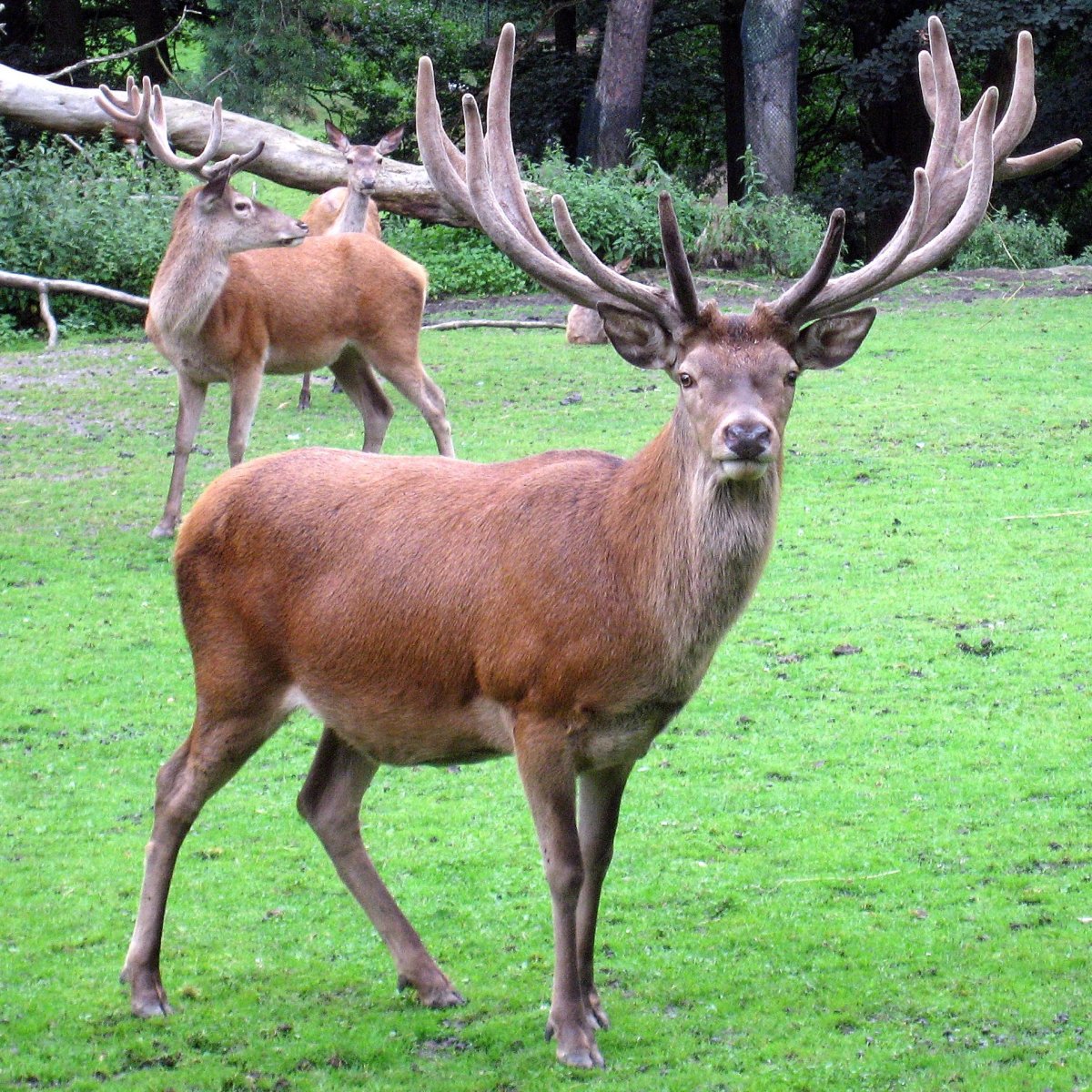 Благородный олень, Марал (Бугу, Марал)