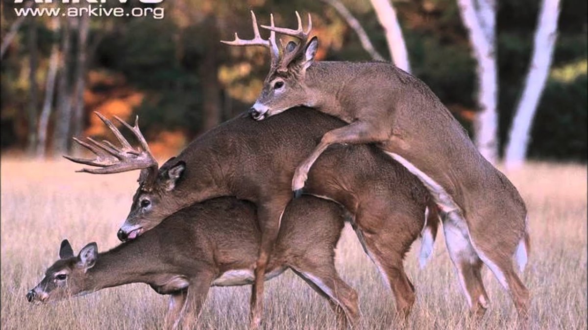 Брачный период у оленей