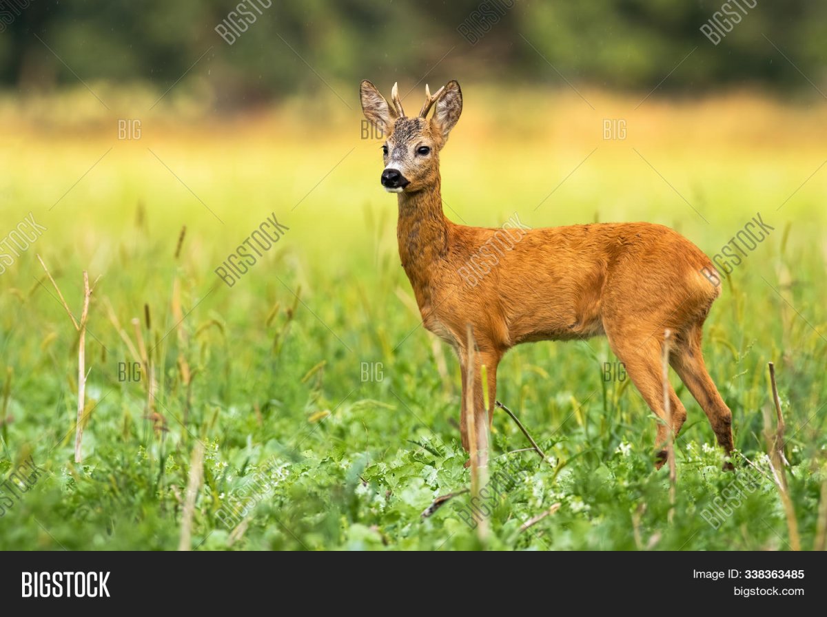 Молодой самец косули фото