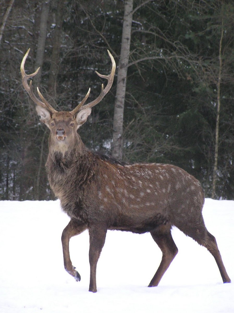 Фотографию оленя пятнистого самца