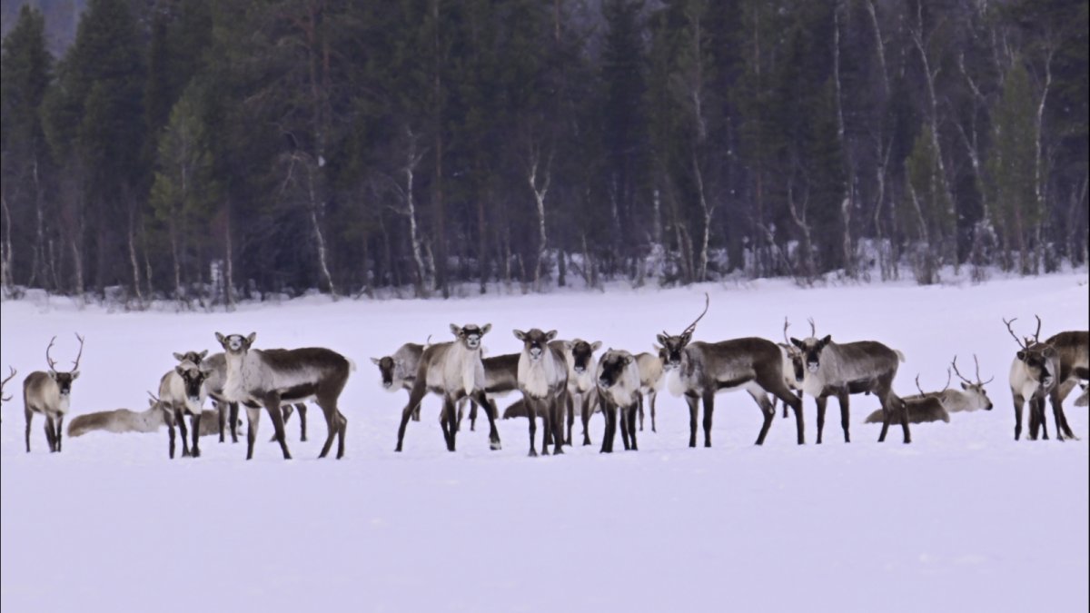 Лапландский заповедник Мурманская область