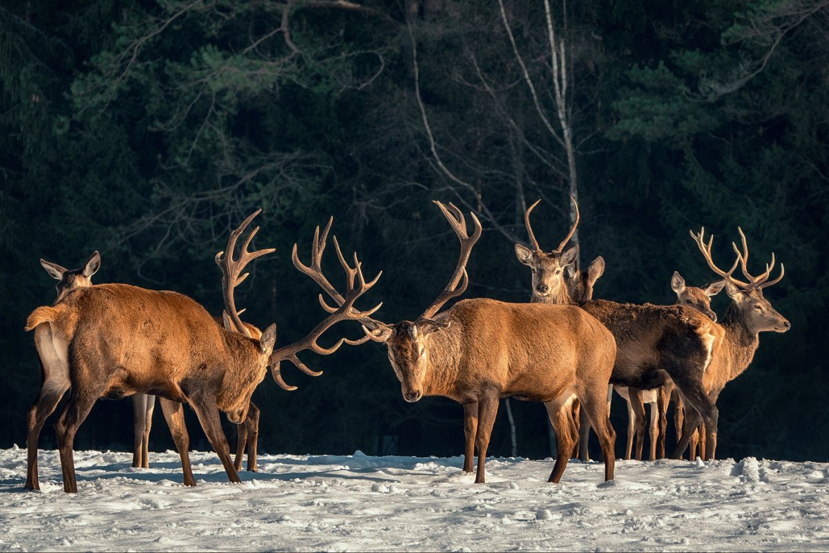 Олень самец фото