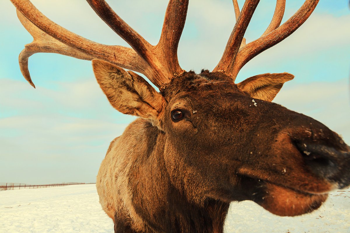 Северный олень Сахалина