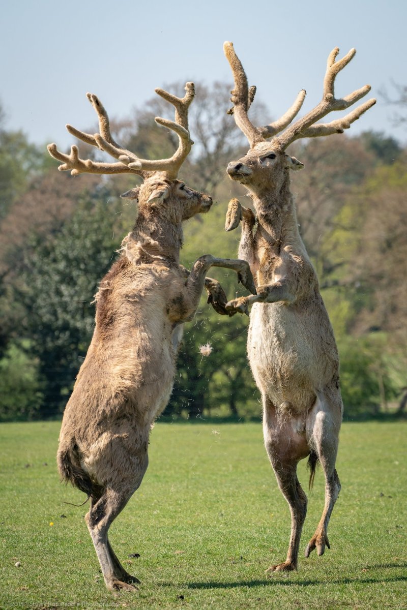 Elaphurus davidianus