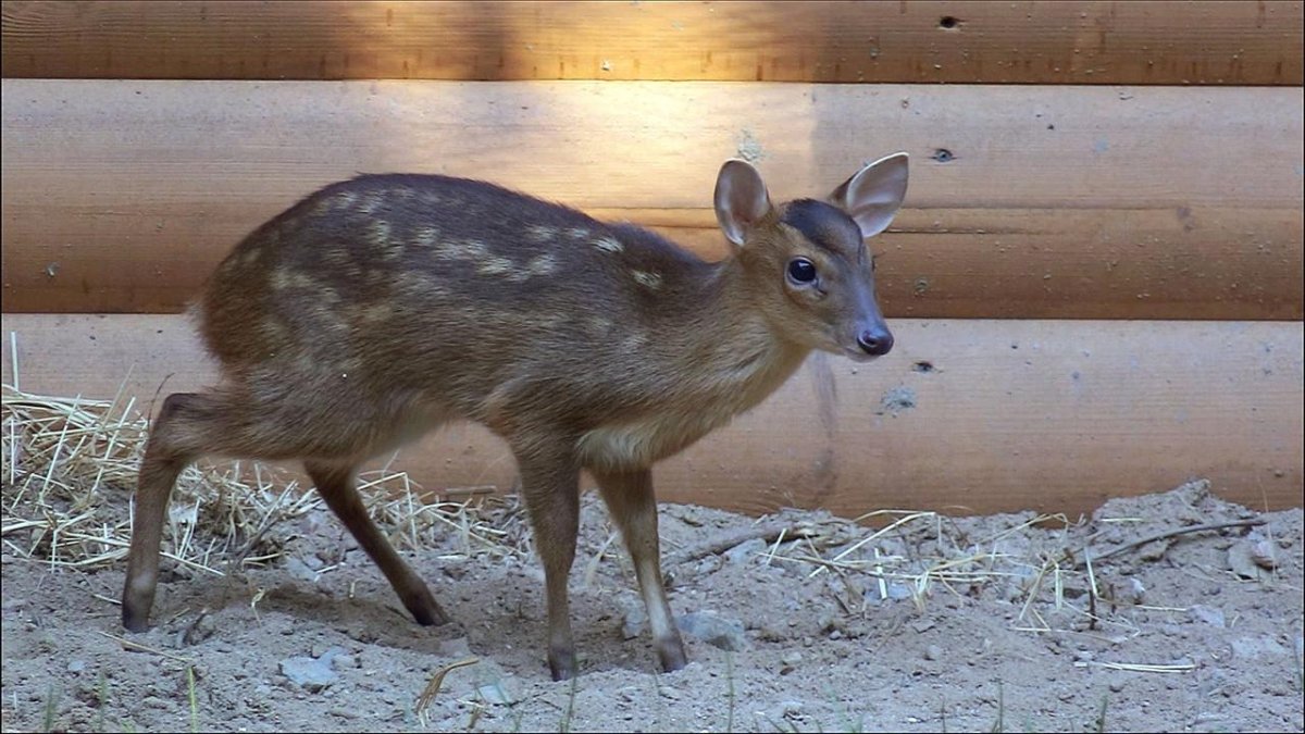 Саблезубый олень мунтжак