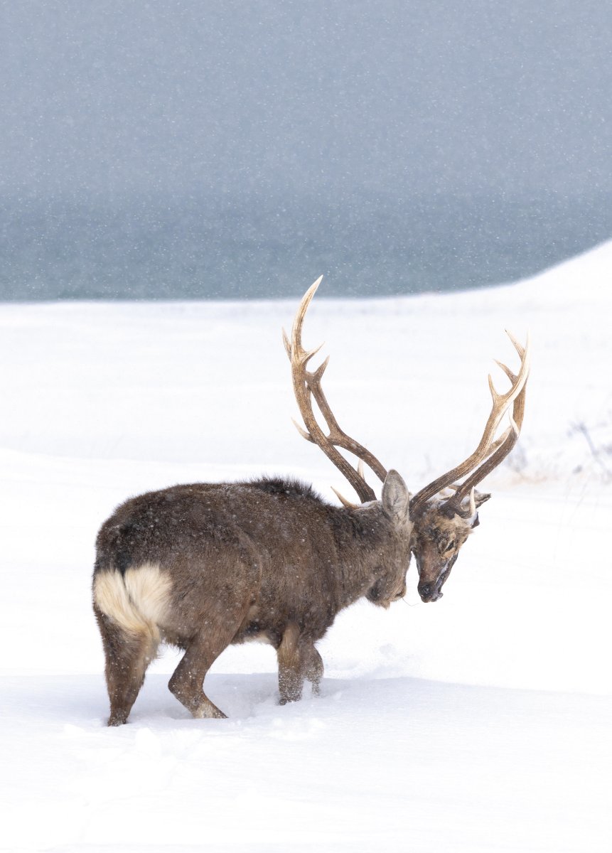 Олень с головой оленя на рогах