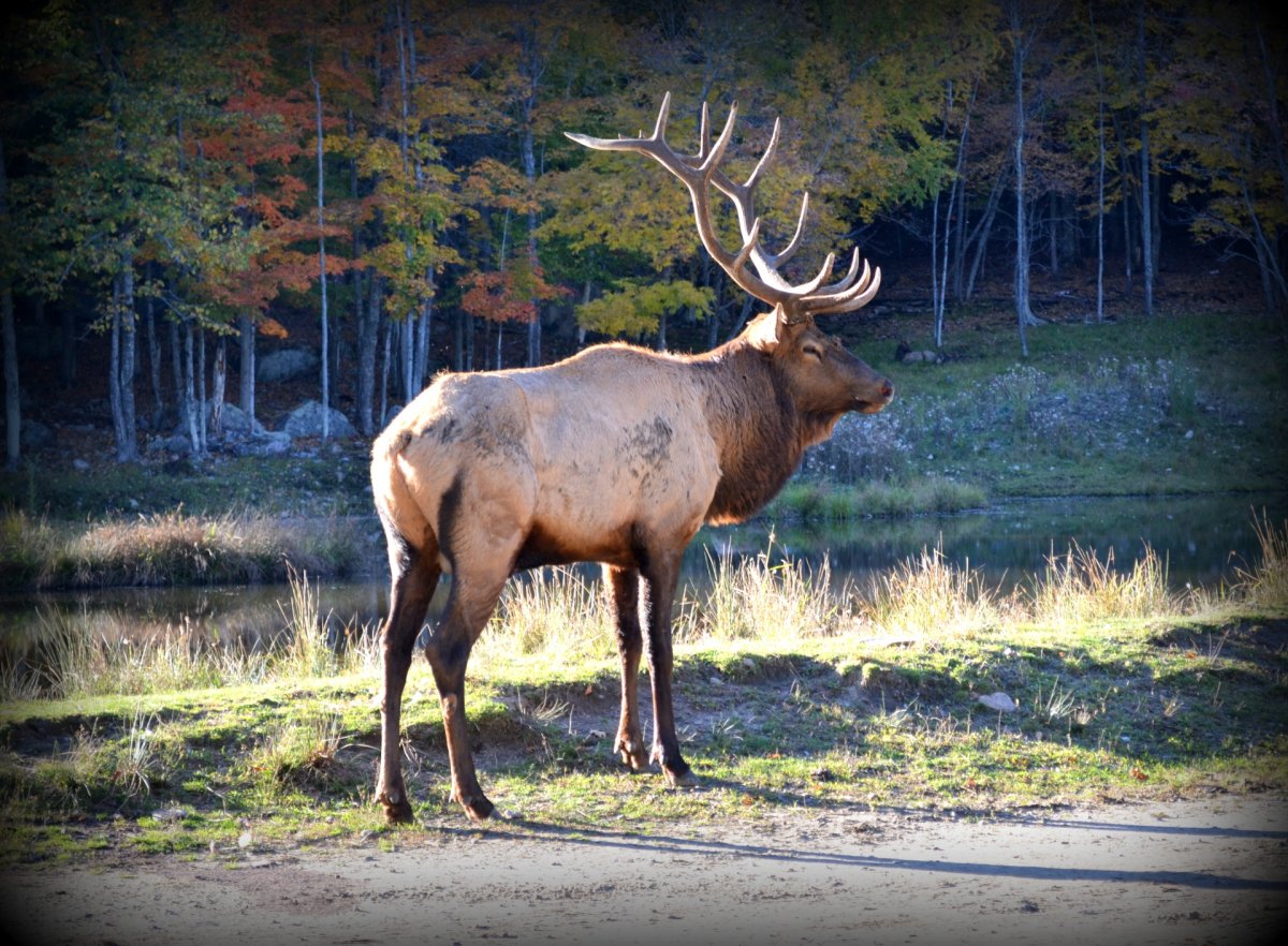 Взрослый олень
