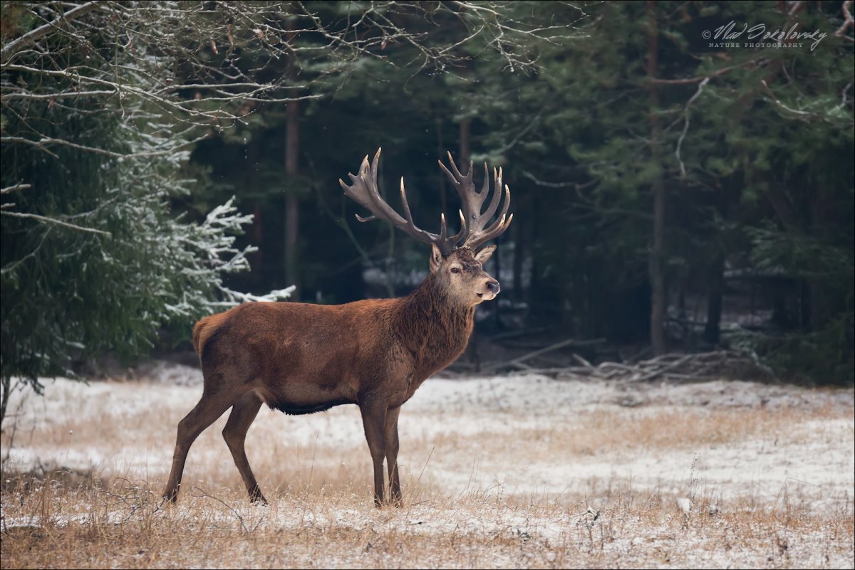 Олени Белоруссии
