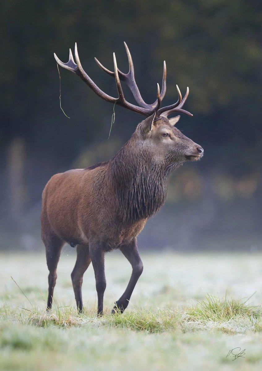 Марал и изюбрь