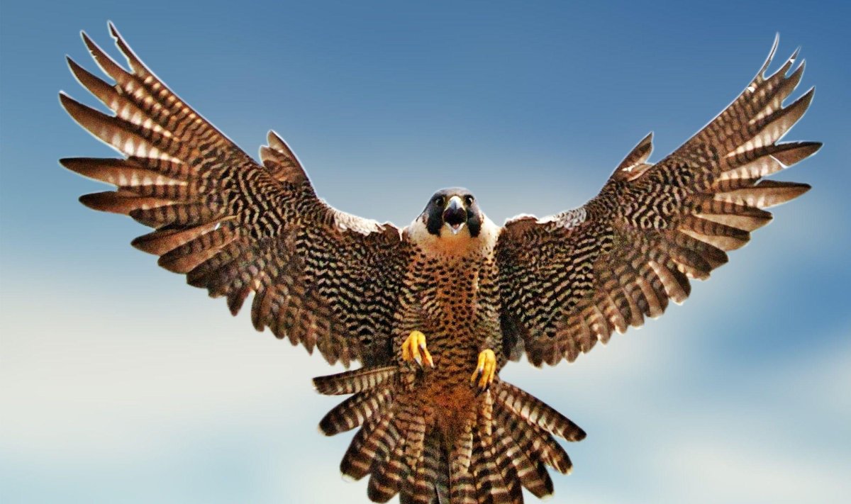 Хищные птицы Сокол Сапсан