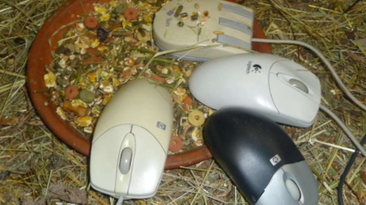 Мышь компьютера
