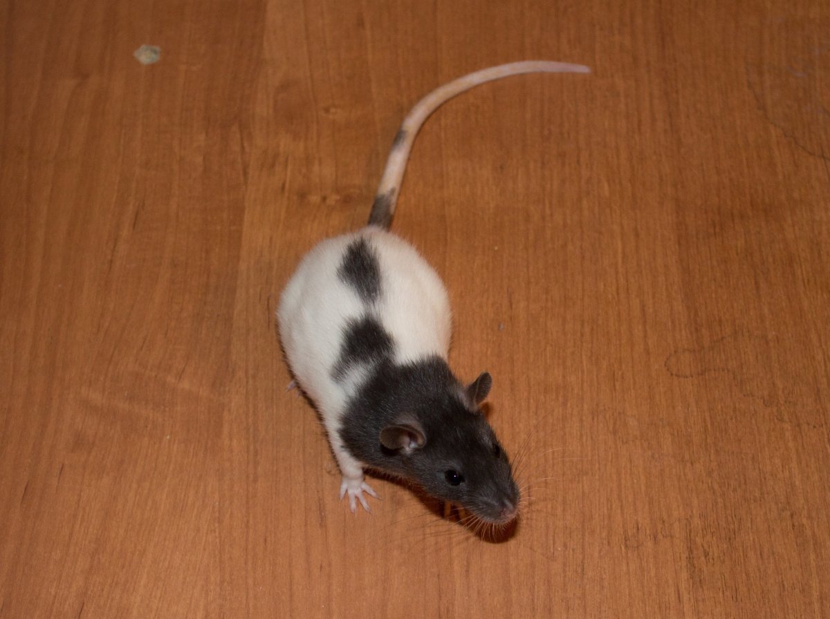 Крыса Дамбо черно белая