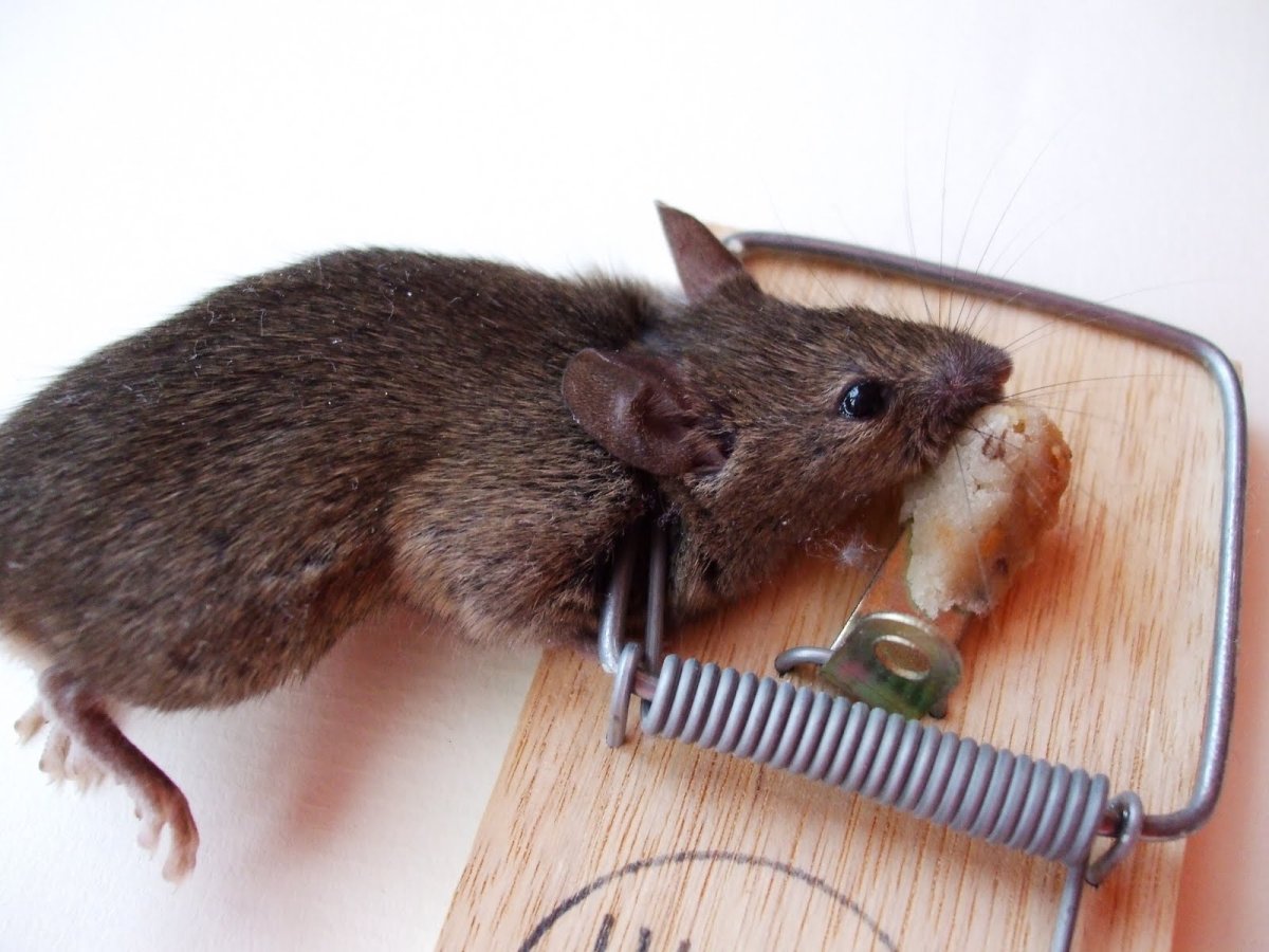 Домовая мышь