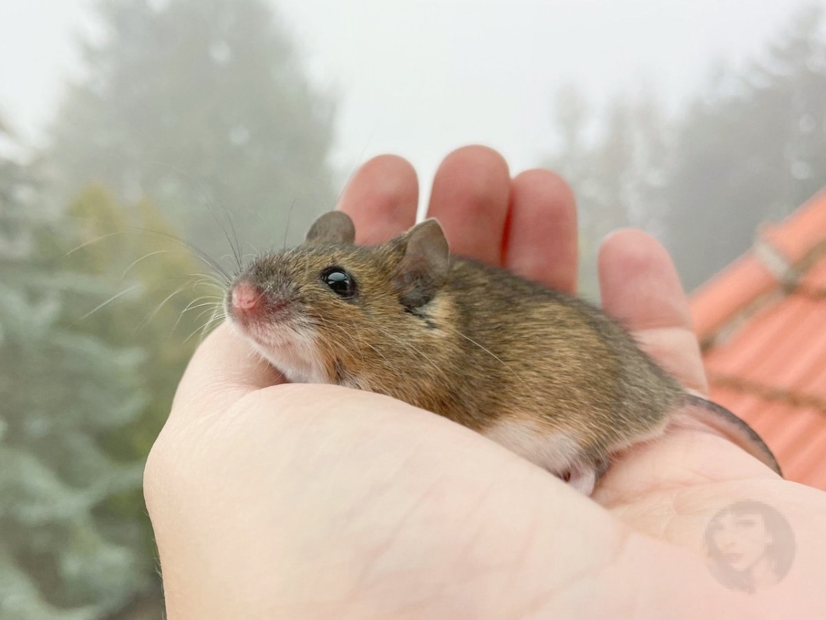 Мышь улыбается
