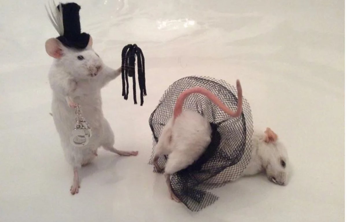 Танцующая мышь