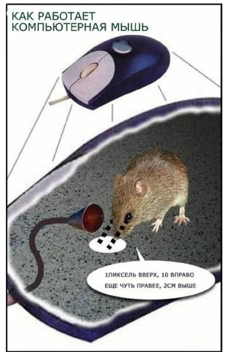 Мышь и компьютерная мышь