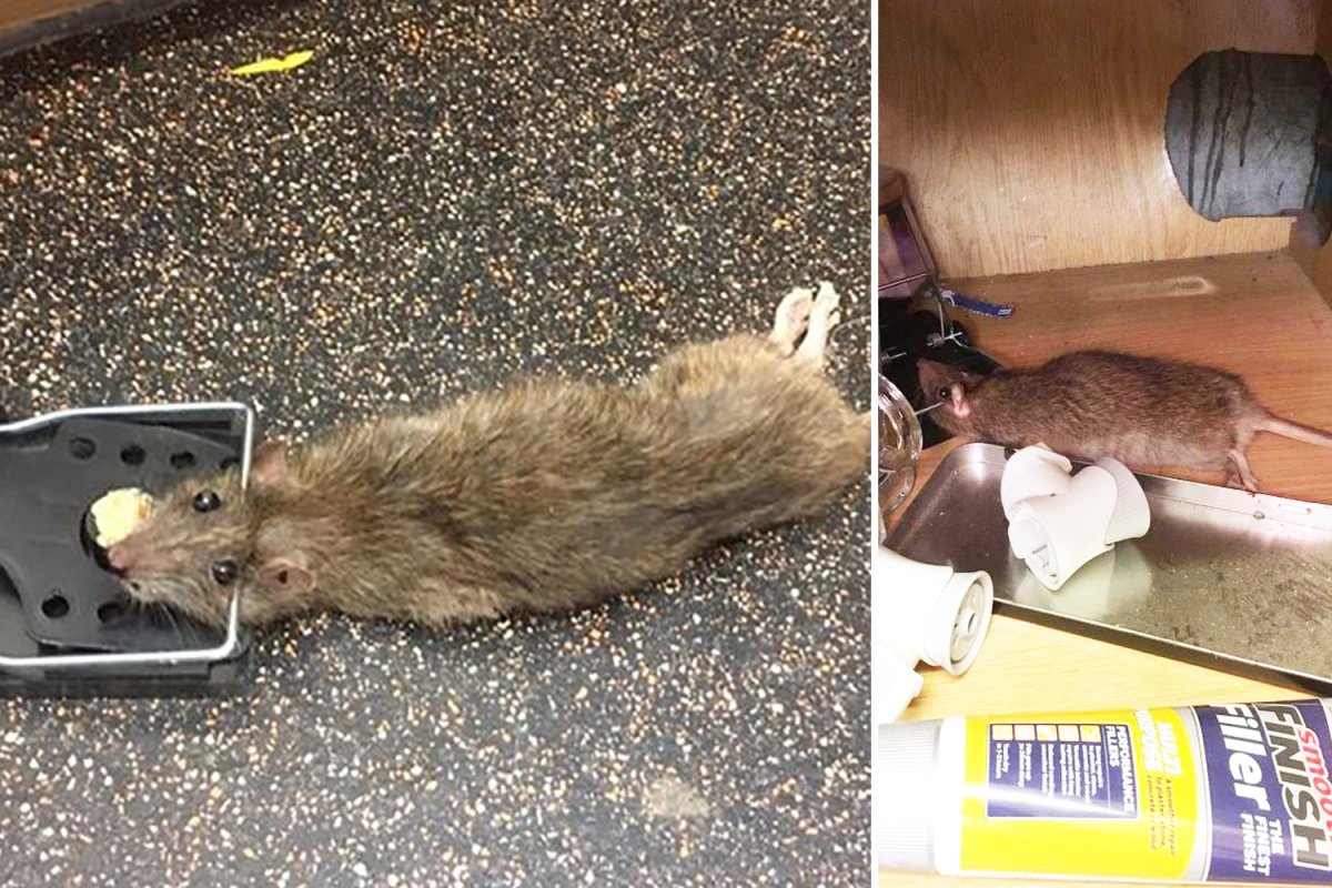 Огромная мышь