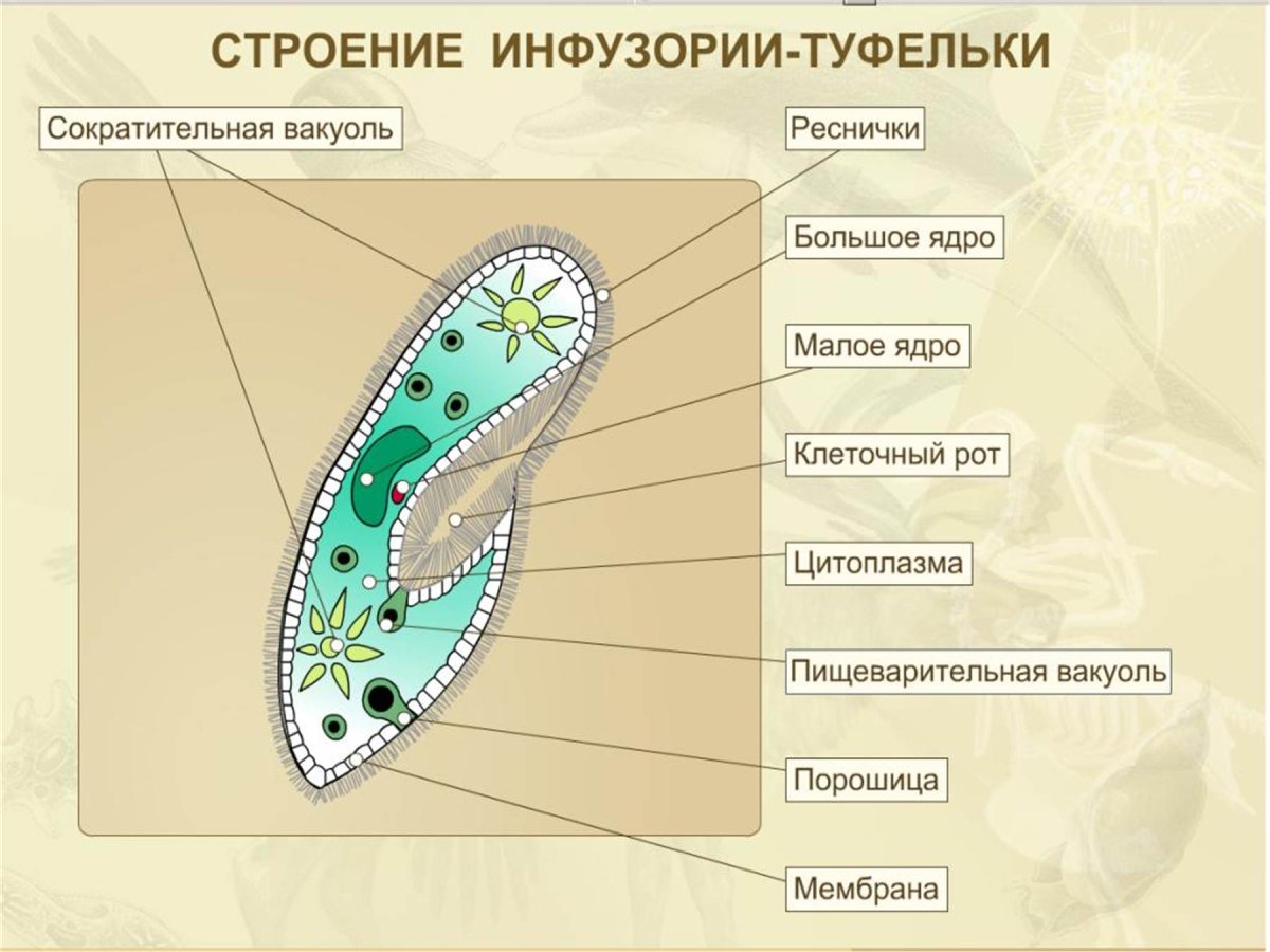 Биология 5 класс инфузория туфелька строение