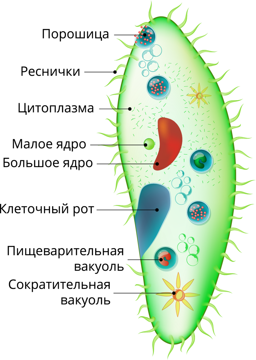 Строение реснички инфузории