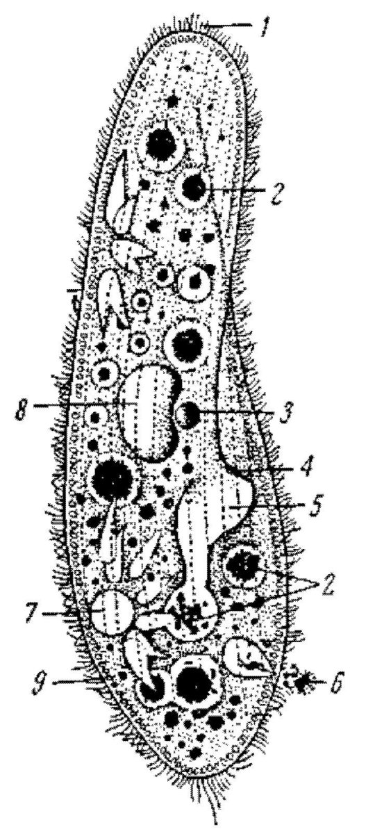 Инфузория туфелька пищеварительные вакуоли
