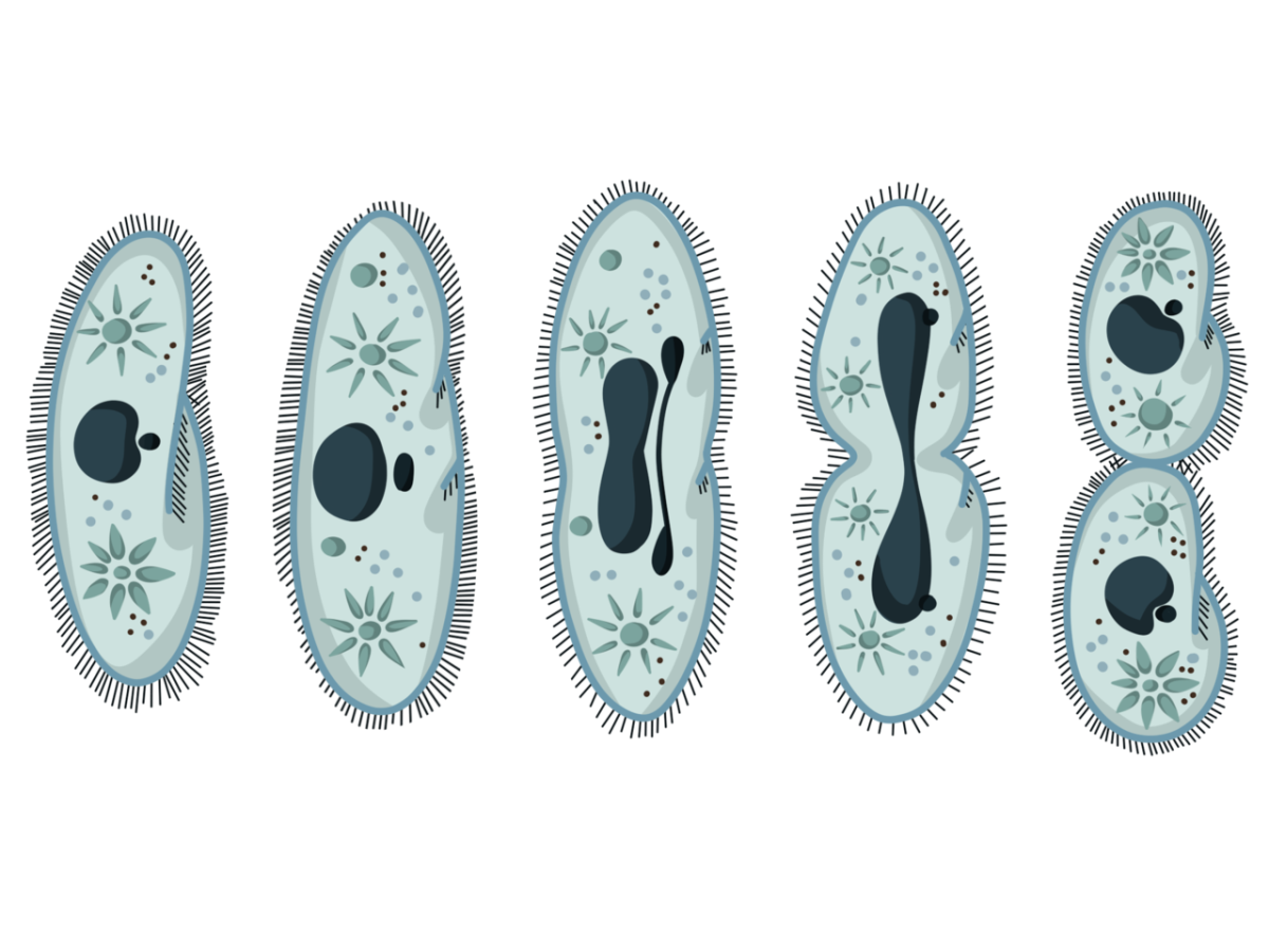 Инфузория туфелька размножение