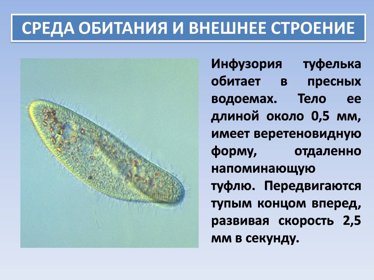 Инфузория туфелька биология 7